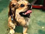 2 Yaş Eğitimli Erkek Chihuahua