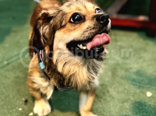 2 Yaş Eğitimli Erkek Chihuahua görsel