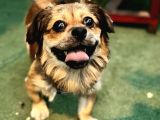 2 yaş eğitimli erkek chihuahua