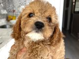 Aşırı Sevimli Kendi Köpeğimin Yavrusu
