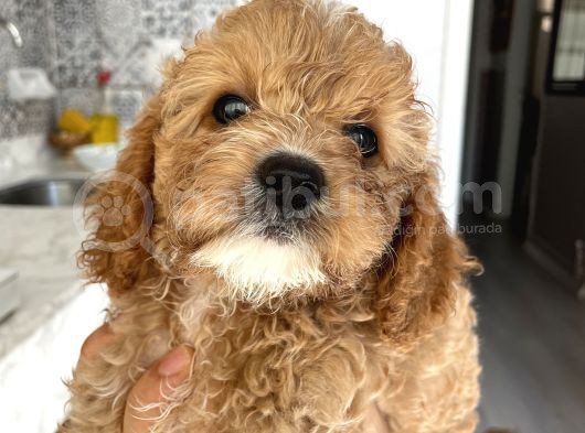 Aşırı Sevimli Kendi Köpeğimin Yavrusu görsel
