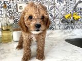 Aşırı Sevimli kendi köpeğimin yavrusu