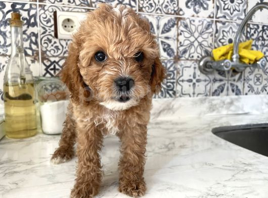Aşırı Sevimli Kendi Köpeğimin Yavrusu