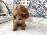 Aşırı Sevimli Kendi Köpeğimin Yavrusu