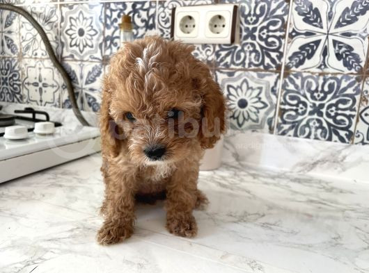Aşırı Sevimli Kendi Köpeğimin Yavrusu görsel