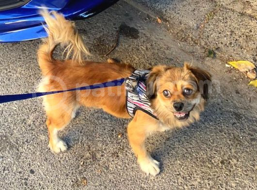 2 Yaş Eğitimli Erkek Chihuahua görsel