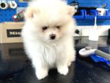 2 Aylık Dişi Pomeranian Boo