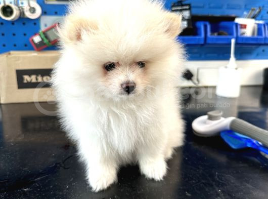 2 Aylık Dişi Pomeranian Boo görsel