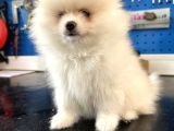 2 Aylık Dişi Pomeranian Boo