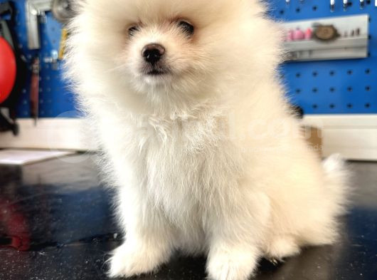 2 Aylık Dişi Pomeranian Boo görsel