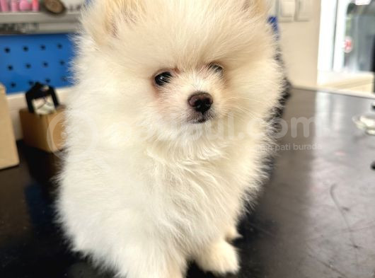 2 Aylık Dişi Pomeranian Boo görsel