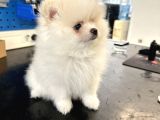 2 Aylık Dişi Pomeranian Boo