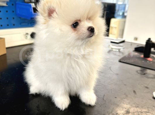 2 Aylık Dişi Pomeranian Boo görsel