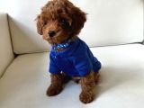 Safkan Toy Poodle Bebekleri̇mi̇z