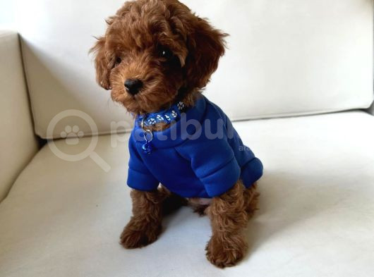 Safkan Toy Poodle Bebekleri̇mi̇z görsel