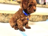Safkan Toy Poodle Bebekleri̇mi̇z