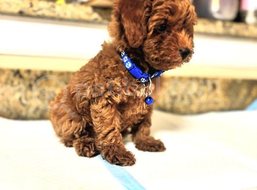 Safkan Toy Poodle Bebekleri̇mi̇z görsel