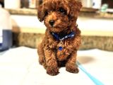 SAFKAN TOY POODLE BEBEKLERİMİZ