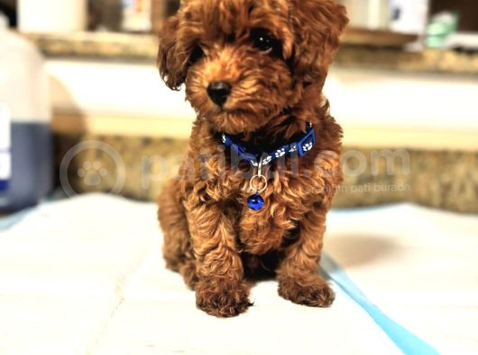 Safkan Toy Poodle Bebekleri̇mi̇z