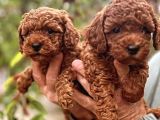 RED BROWN TOY POODLE YAVRULAR