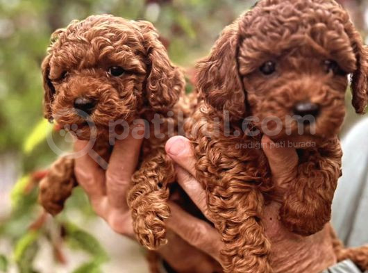 Red Brown Toy Poodle Yavrular