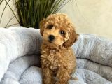 Irk Garanti̇li̇ Toy Poodle Yavrular