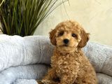 IRK GARANTİLİ TOY POODLE YAVRULAR