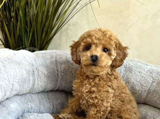 Irk Garanti̇li̇ Toy Poodle Yavrular