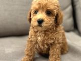 MUHTEŞEM TOY POODLE YAVRULAR