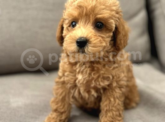 Muhteşem Toy Poodle Yavrular