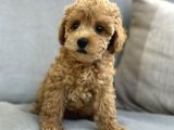 Muhteşem Toy Poodle Yavrular