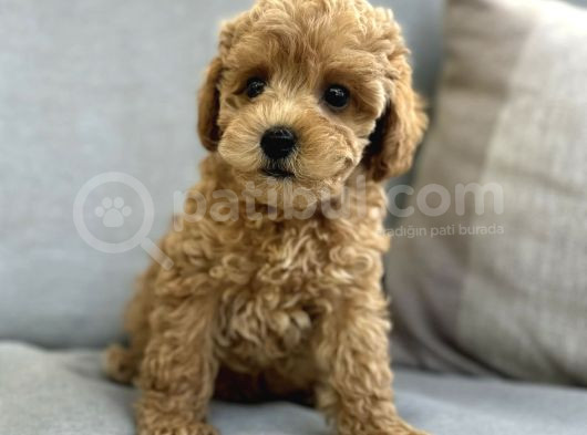 Muhteşem Toy Poodle Yavrular görsel