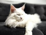 SAFKAN ANNE VE BABASI ŞECERELİ DİŞİ MAINE COON