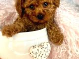Tooy poodle cinsi yavrular Dişi erkek mevcuttur 