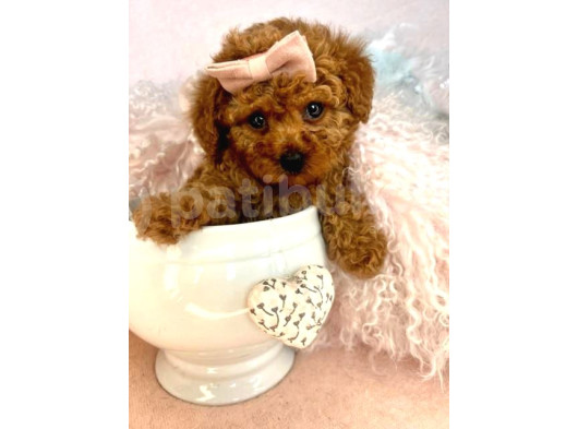 Tooy Poodle Cinsi Yavrular Dişi Erkek Mevcuttur 