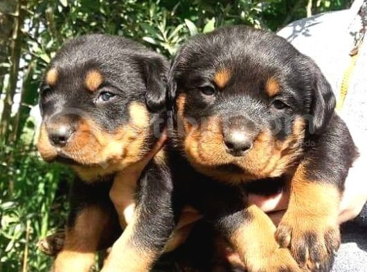 Macar Rottweiler yavruları mama ve malzeme kampanyalı