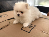 2 aylık dişi pomeranian boo