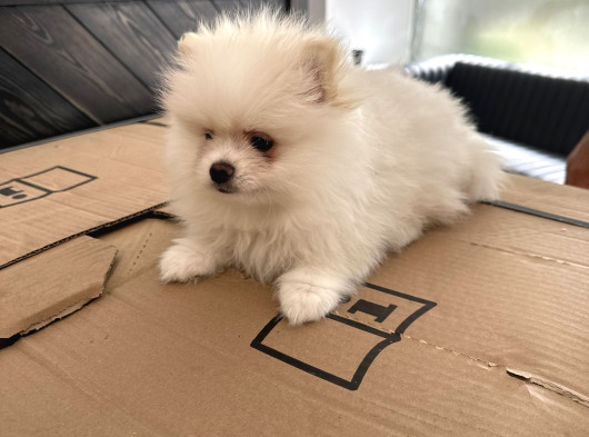 2 Aylık Dişi Pomeranian Boo