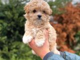 Bebek Yüzlü Malti̇poo Şapşi̇k Yavrularim