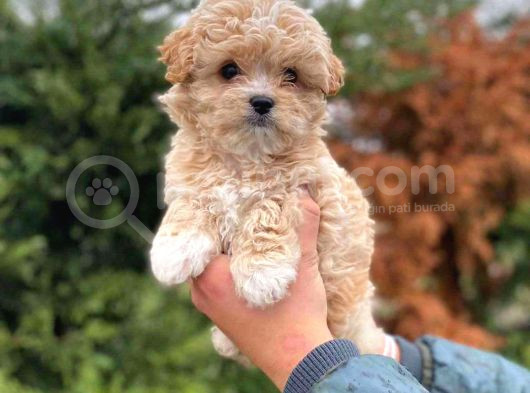Bebek Yüzlü Malti̇poo Şapşi̇k Yavrularim görsel