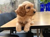 Cavapoo Sevimli Yavrular