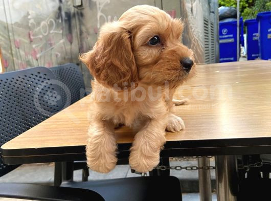 Cavapoo Sevimli Yavrular görsel