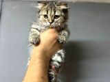 SCOTTİSH LONGHAİR GOLDEN TABBY