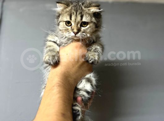 Scotti̇sh Longhai̇r Golden Tabby