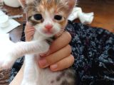 Minnoş Kedilere Acil Kalıcı Yuva