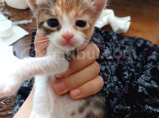Minnoş Kedilere Acil Kalıcı Yuva görsel