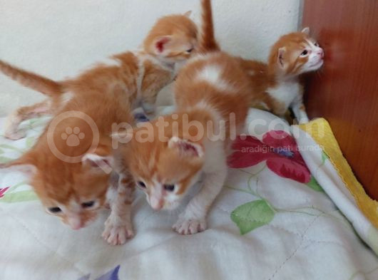 Minnoş Kedilere Acil Kalıcı Yuva görsel