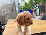 Cavapoo Sevimli Yavrular