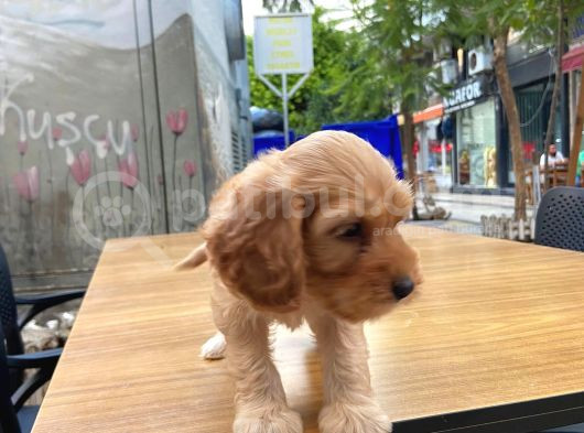 Cavapoo Sevimli Yavrular görsel