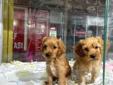 cavapoo sevimli yavrular